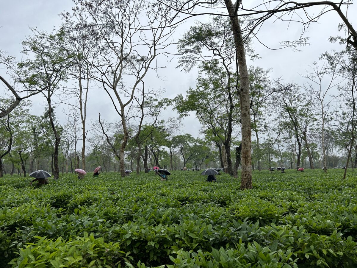 Chota Tingrai Tea Estate in Assam India workers hold umbrellas as they pick tea leaves.