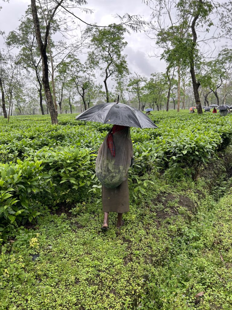 A worker from the Chota Tingrai tea estate in Assam, India holds an umbrella and walks toward tea plants.