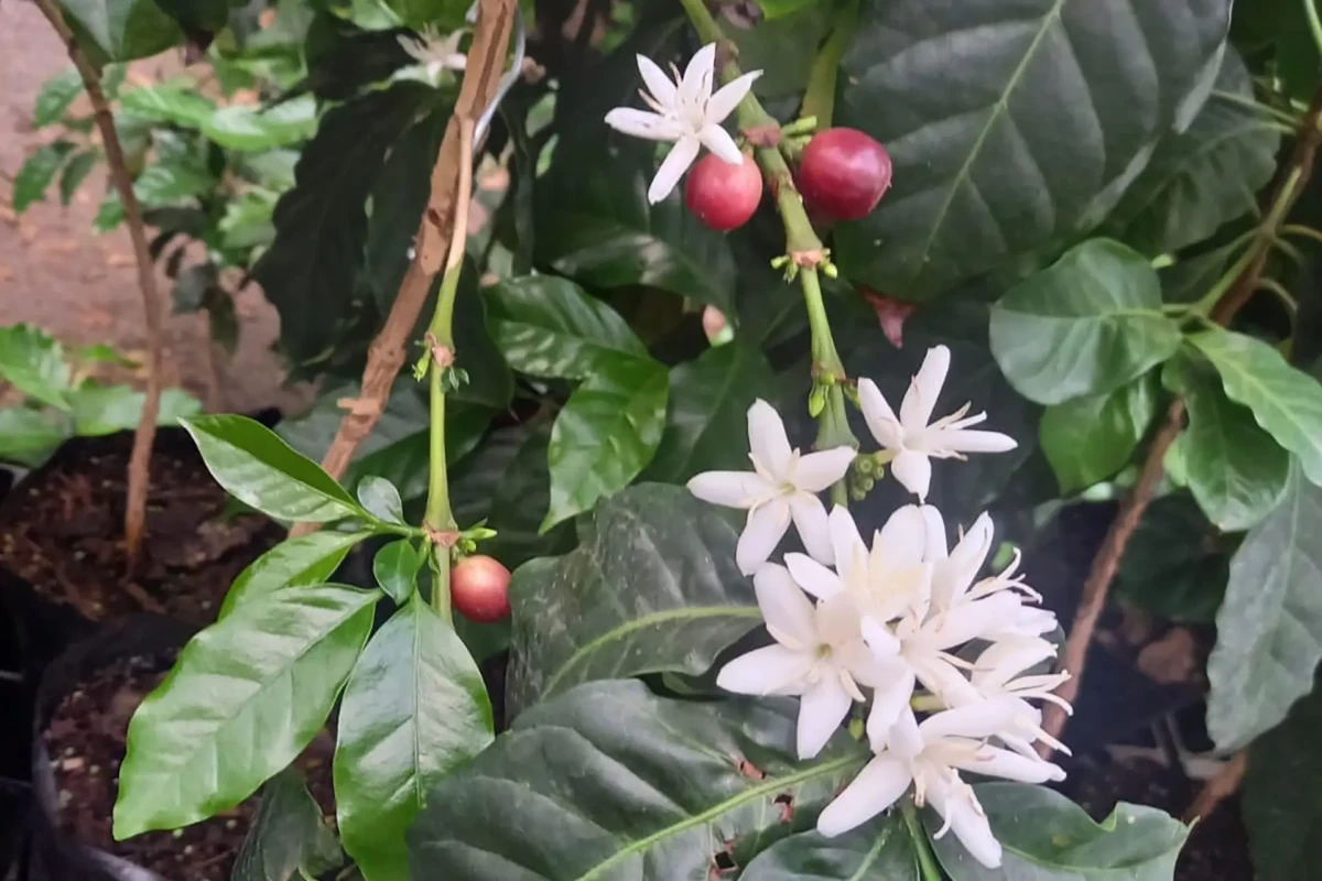 finca_castellvilar_elizabeth_moore_10